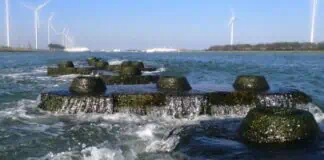 Two years after deploying the pioneering ‘Rotterdam Reef’, the consortium of Rijkswaterstaat, the Municipality of Rotterdam, Boskalis, and Reefy proudly presents the results: Reefy’s engineered Reefblocks have simultaneously stabilized the coastline and boosted marine biodiversity, proving that critical infrastructure projects can actively enhance ocean ecosystems.