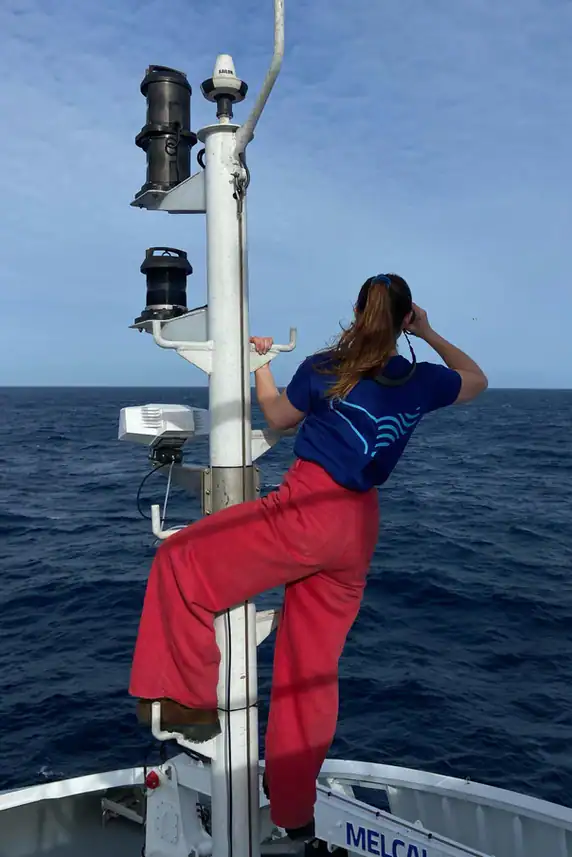 SEA.AI Insight - Marine Mammals Detection in Action