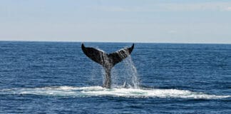 Sea.AI Joins Forces with IWDG and University of La Laguna to Protect Whales Under EU’s ATLANTIC WHALE DEAL Project