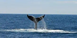 Sea.AI Joins Forces with IWDG and University of La Laguna to Protect Whales Under EU’s ATLANTIC WHALE DEAL Project