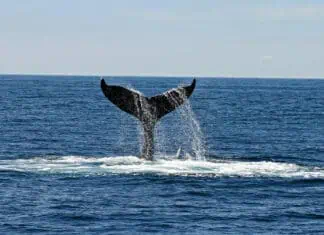 Sea.AI Joins Forces with IWDG and University of La Laguna to Protect Whales Under EU’s ATLANTIC WHALE DEAL Project