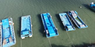 Cox Marine is reporting strong market feedback from South Korea, where its diesel outboard technology is delivering greater fuel-efficiency benefits than initially expected in the country’s expanding seaweed harvesting sector.